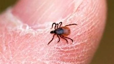 مرگ یک ایرانی بر اثر ابتلا به تب خونریزی دهنده کنگو
