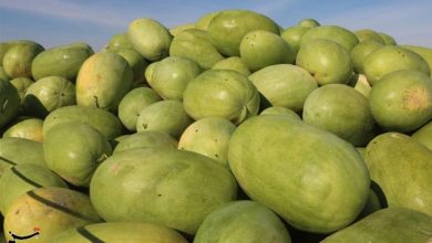 واکنش سازمان ملی استاندارد به ویدئوی جنجالی هندوانه صادراتی