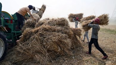 جدیدترین خبر از پرداخت مطالبات گندم‌کاران