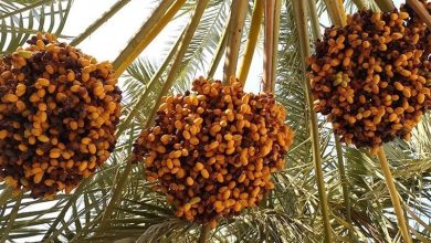 خرید حمایتی خرما به فوریت آغاز می‌شود