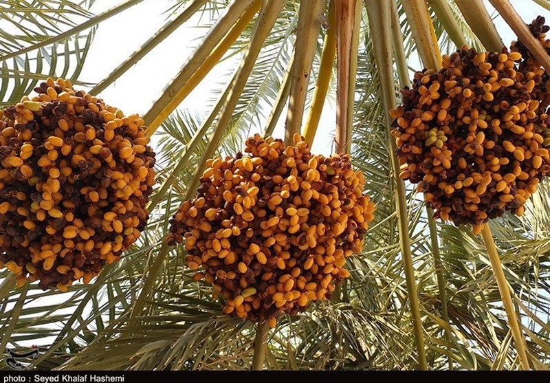 خرید حمایتی خرما به فوریت آغاز میشود