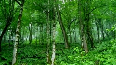 درختانی که هوا را آلوده می‌کنند