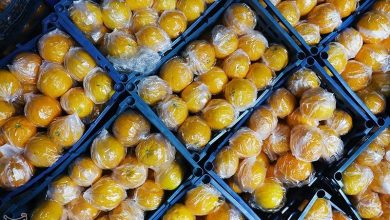 پیش‌بینی تولید 11.5 میلیون تن میوه در مناطق سردسیری و خشک
