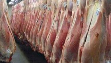 آغاز ثبت سفارش جدید برای واردات گوشت منجمد و گرم