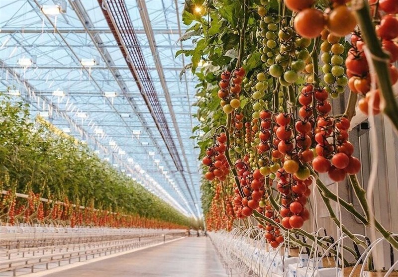 خسارت 10 هزار میلیارد تومانی قطعی برق به گلخانههای کشور