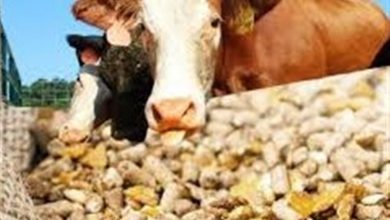 قول دولت برای تامین ارز نهاده‌های دامی