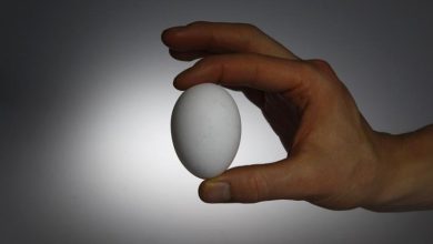 موافقت اولیه با افزایش قیمت تخم مرغ
