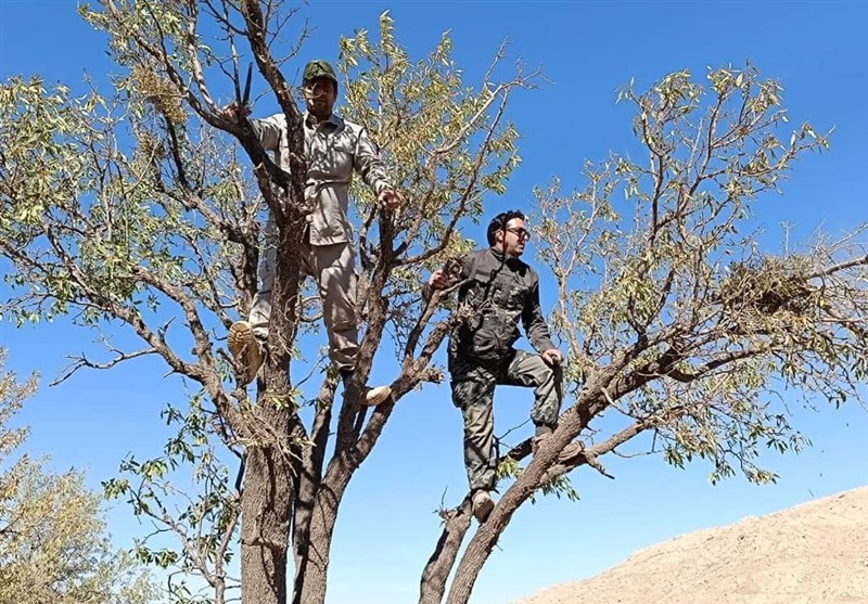 20 هزار هکتار از بادامستان‌های دیم آفت زدایی شد