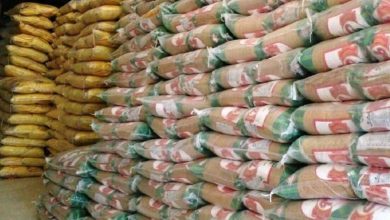 برنج پرتودهی شده، تراریخته نیست