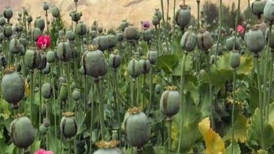 خشخاشِ وزارت بهداشت یا شقایقِ ستاد مبارزه با مواد مخدر؛ کدام کِشت می شود؟