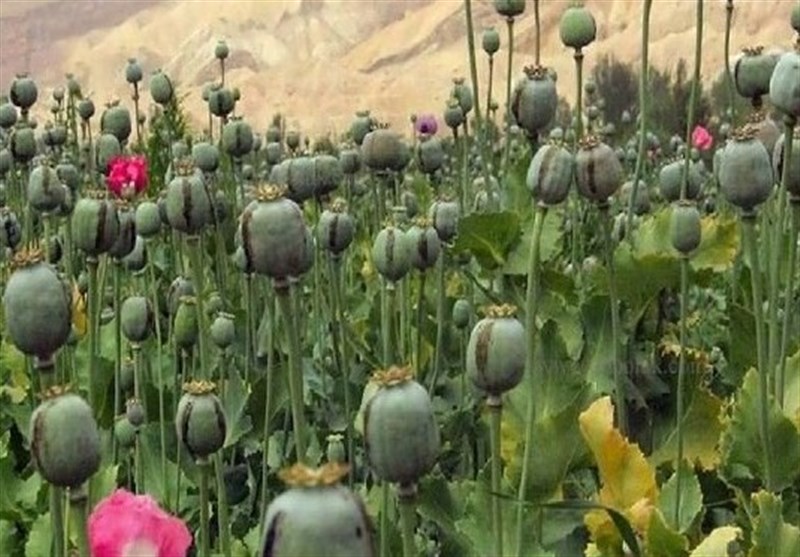 خشخاشِ وزارت بهداشت یا شقایقِ ستاد مبارزه با مواد مخدر؛ کدام کِشت می شود؟