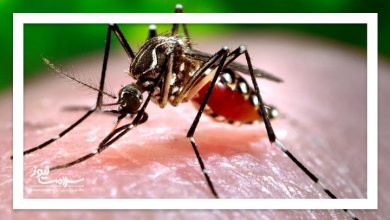 زنگ خطر پشه آئدس؛ وزارت بهداشت خواستار بسیج ملی برای پیشگیری از تب دِنگی شد