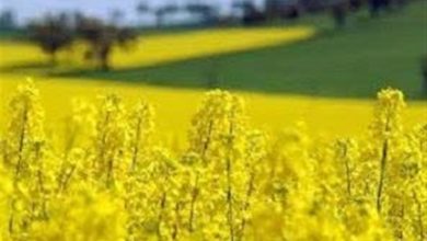 پیش‌بینی کشت 230 هزار هکتار کلزا در سال زراعی جاری