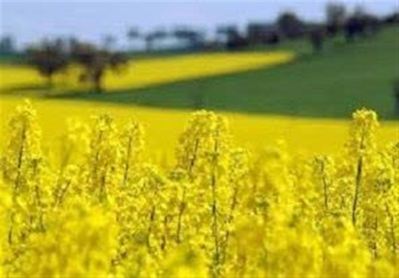 پیش‌بینی کشت 230 هزار هکتار کلزا در سال زراعی جاری