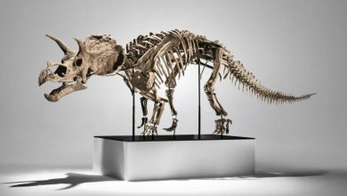 اسکلت دایناسور را ۵ میلیون دلار فروختند!