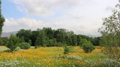 اکوتراپی؛درمانی سبز برای بازسازی روان و بدن در دنیای پر استرس امروز