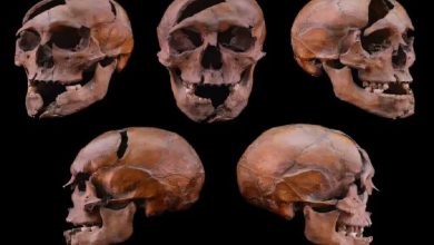 بررسی ژنتیکی، راز قتل دوک جوان را پس از ۷ قرن فاش کرد