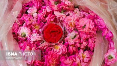 توضیحاتی درباره پرونده «گلاب» عربستان و ایران در یونسکو