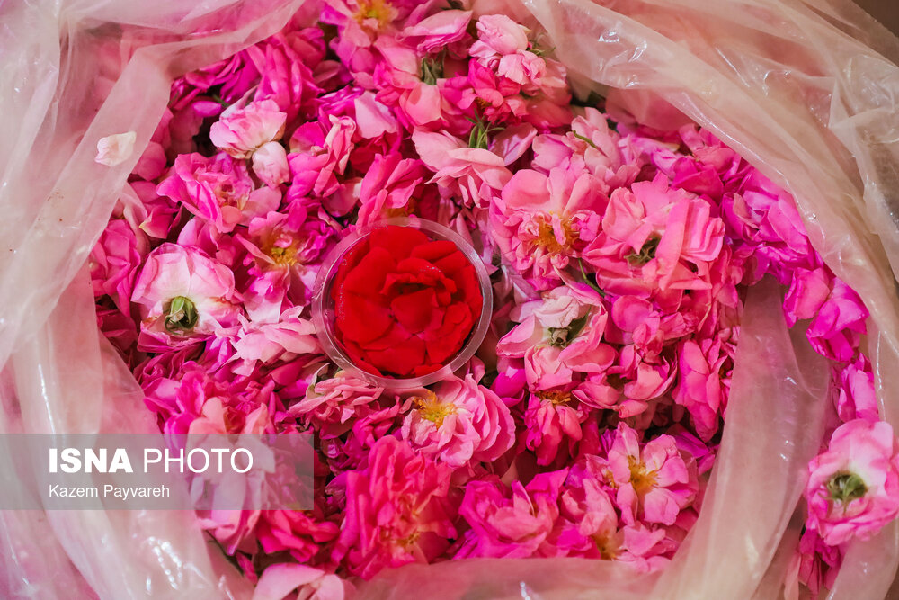 توضیحاتی درباره پرونده «گلاب» عربستان و ایران در یونسکو