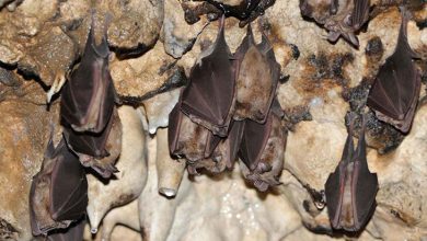 راه‌انداری یک پویش برای حمایت از خواب زمستانی خفاش‌ها