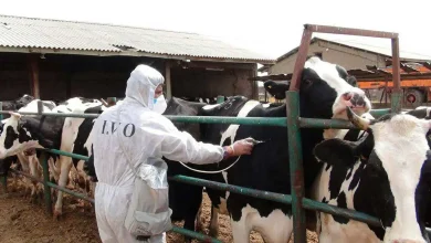 واکسن داخلی تب برفکی به زودی توزیع می شود