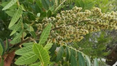 آماده‌سازی ۳ پرونده طبیعی استان ایلام برای ثبت در فهرست آثار ملی