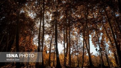 ایسنا - چنارهای سرخ‌پوش پهلوان‌پور