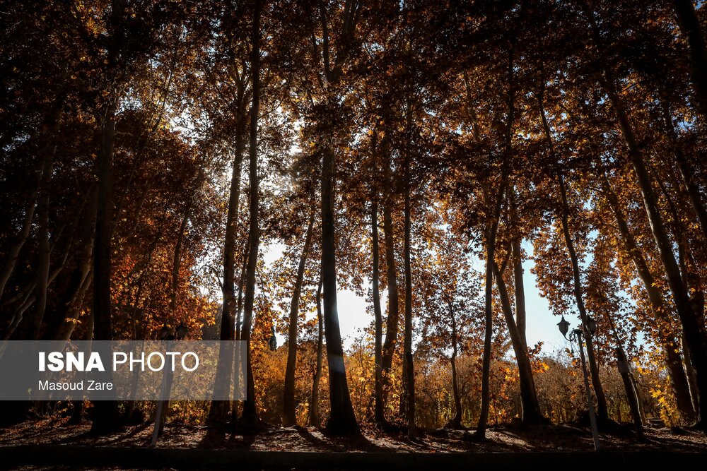 ایسنا - چنارهای سرخ‌پوش پهلوان‌پور