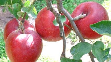 ثبت جشنواره سیب بروجرد در تقویم رویدادهای گردشگری کشور