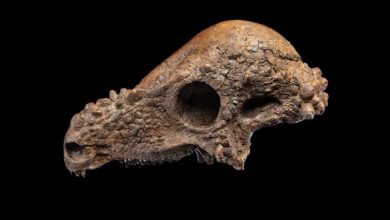 دایناسور ۲ میلیون دلاری در موزه