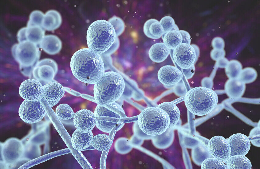 شیوع یک قارچ کشنده مقاوم در برابر دارو در ۶۱ کشور