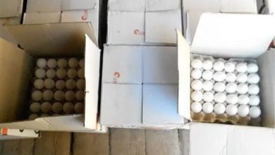 مرغ‌های تخم‌گذار کشتار می شود