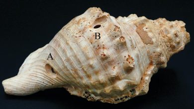 کشفی درباره قدیمی‌ترین سازها - ایسنا