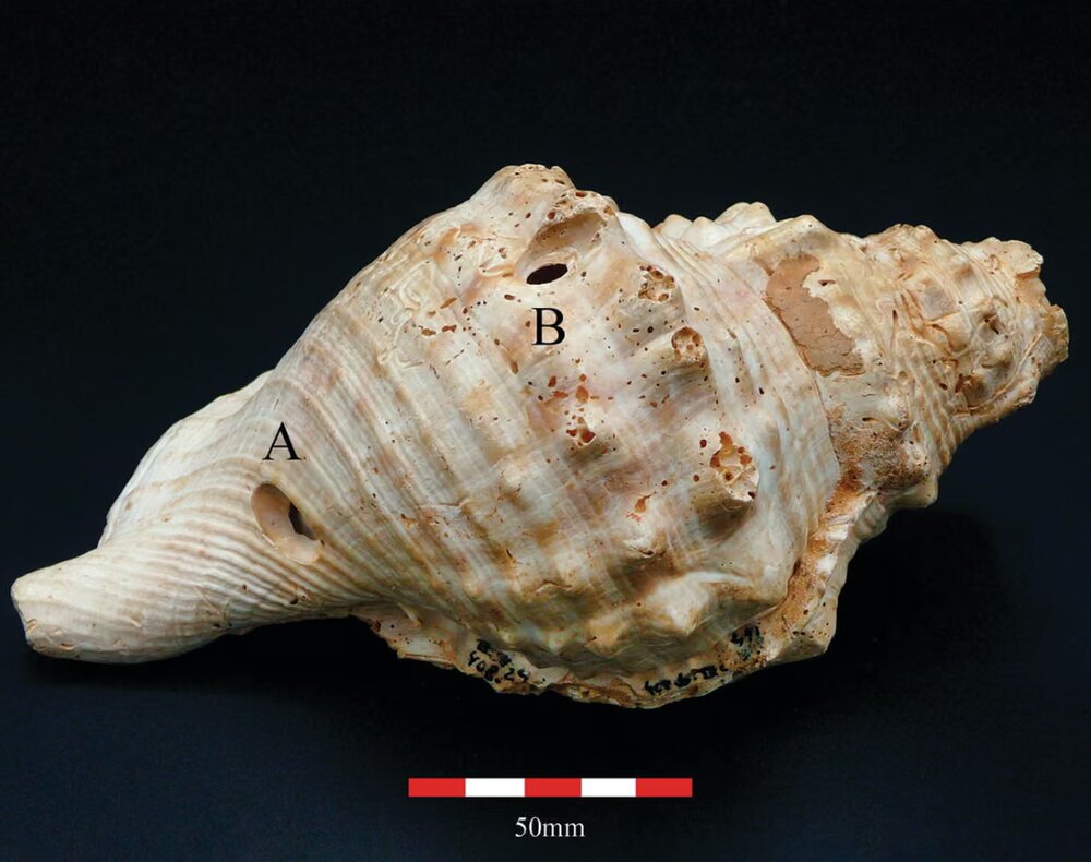 کشفی درباره قدیمی‌ترین سازها - ایسنا