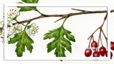 گیاهی که جرم دندان را می‌برد