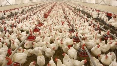 جوجه‌ریزی رکود زد