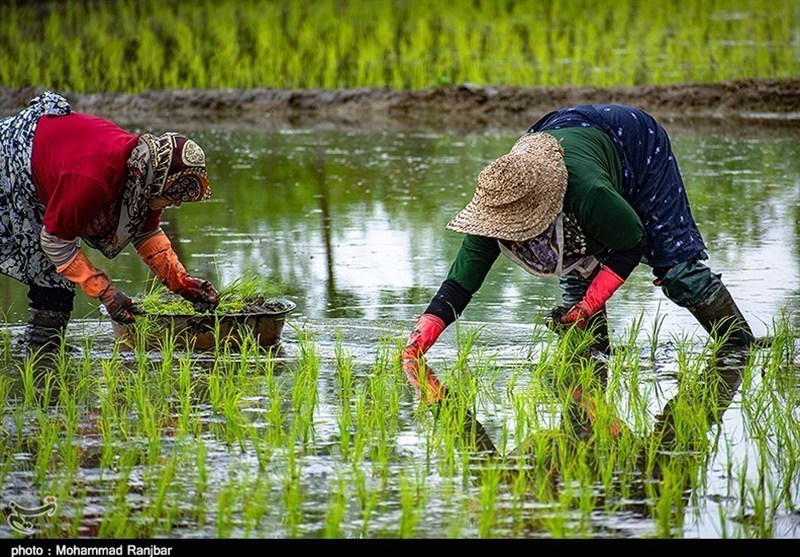 «نجات آب» ــ 53