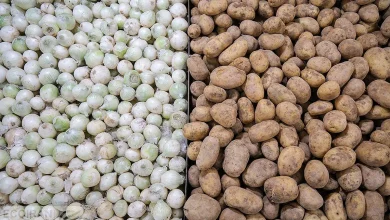 قیمت سیب‌زمینی و پیاز ۱۴۰۵ اعلام شد