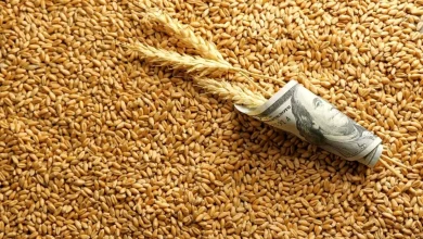 نان گران می شود؟