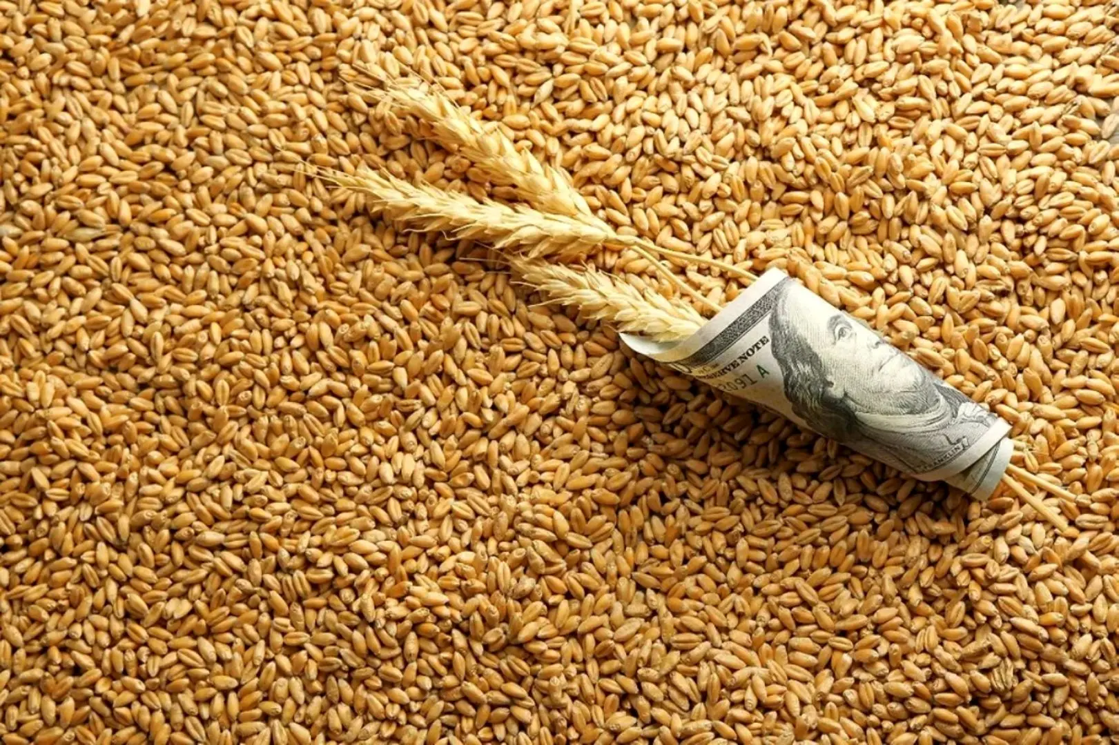 نان گران می شود؟