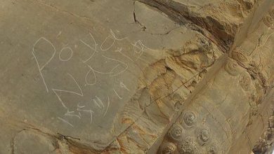 یادگارنویسی تازه در تخت جمشید؛ وندال‌ها چگونه به دروازه ملل رسیدند؟