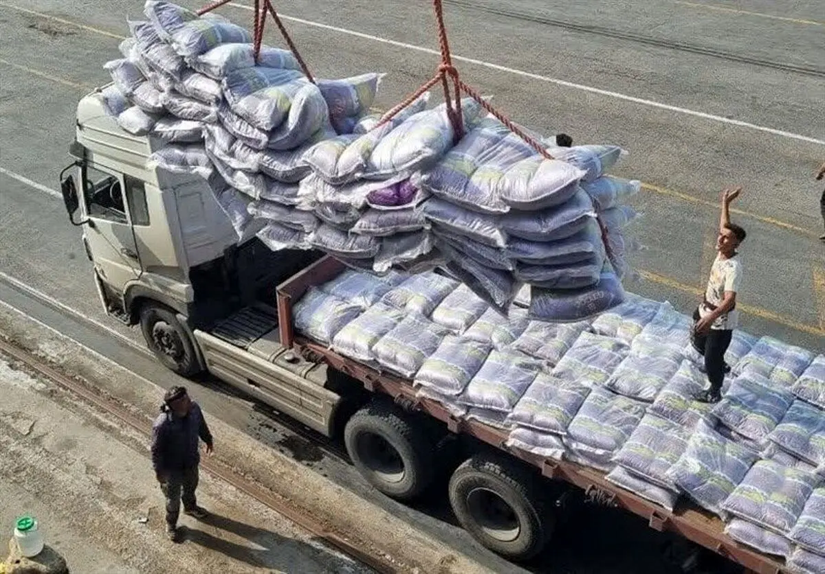 تصمیم ناگهانی دولت برای برنج؛ محدودیت واردات در فصل برداشت برداشته شد