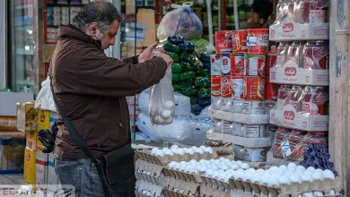 قیمت واقعی تخم مرغ اعلام شد/ هر شانه تخم مرغ چند؟