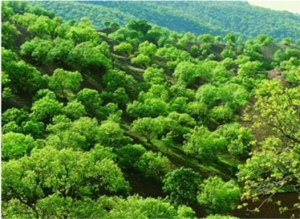 طبیعت بکر، بومگردی‌های نوپا و گردشگری سلامت؛ سه ضلع مثلث گردشگری ایلام