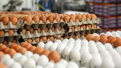 قیمت جدید تخم مرغ اعلام شد + جزئیات