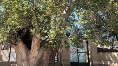 ثبت ملی درخت چنار ۵۰۰ ساله قاسم‌آباد پیشوا