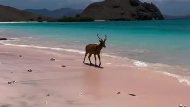 فیلم زیبا از جزیره کومودو اندونزی