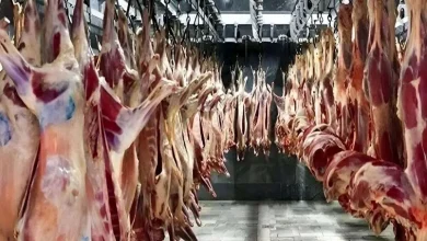 قیمت جدید دام زنده اعلام شد/ گوشت قرمز چند؟