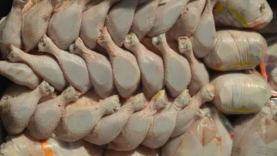 قیمت مرغ سقوط کرد