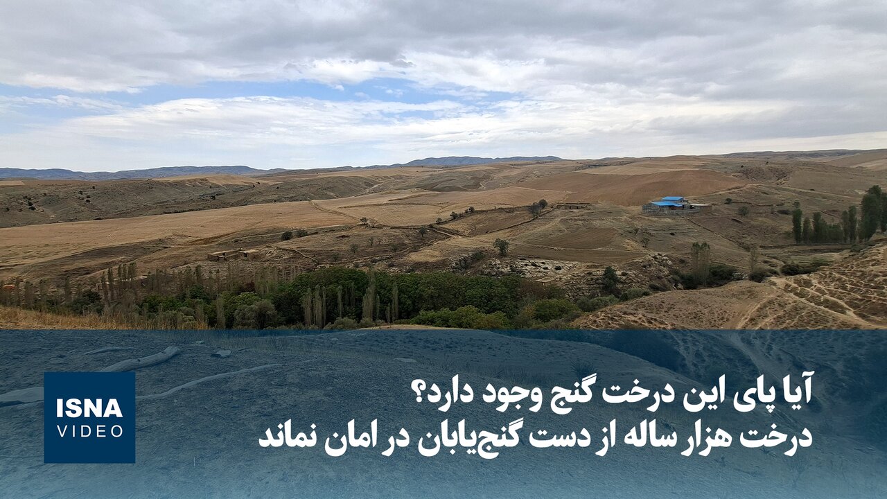 آیا پای این درخت گنج وجود دارد؟